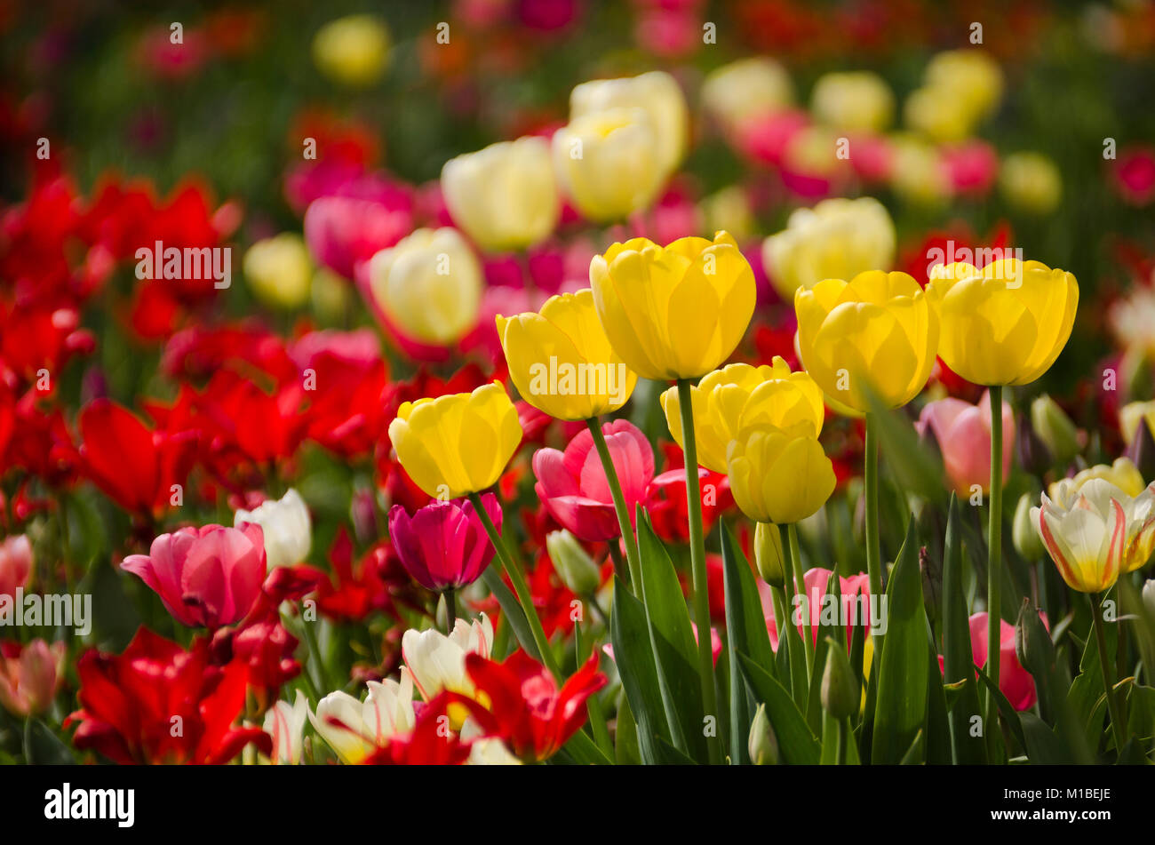 - Bett der Tulpen Tulpenbeet Stockfoto