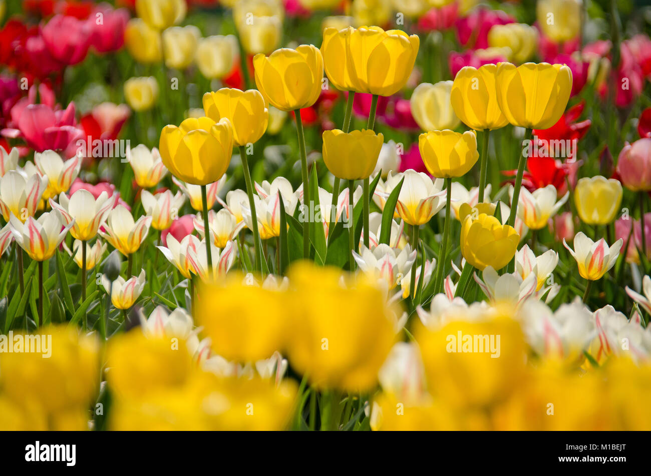 - Bett der Tulpen Tulpenbeet Stockfoto