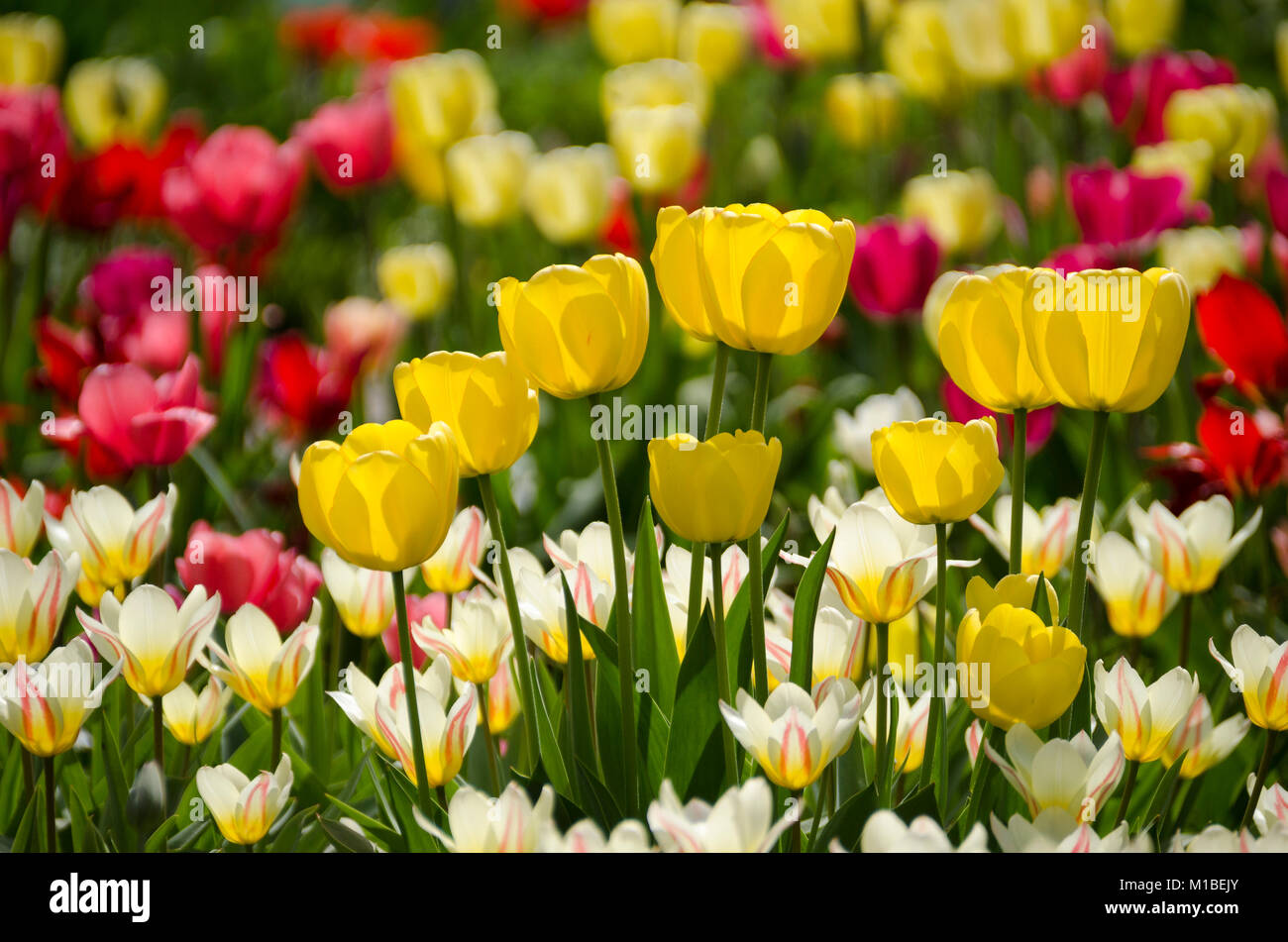 - Bett der Tulpen Tulpenbeet Stockfoto