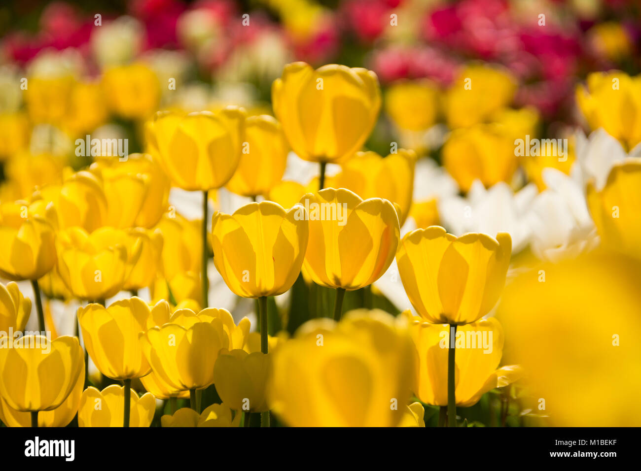 - Bett der Tulpen Tulpenbeet Stockfoto