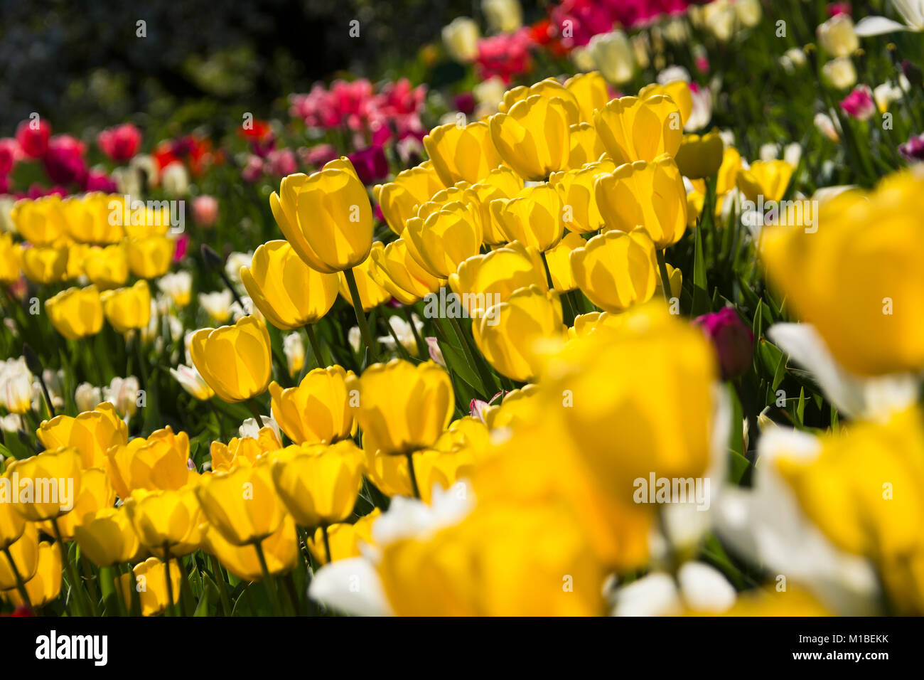- Bett der Tulpen Tulpenbeet Stockfoto