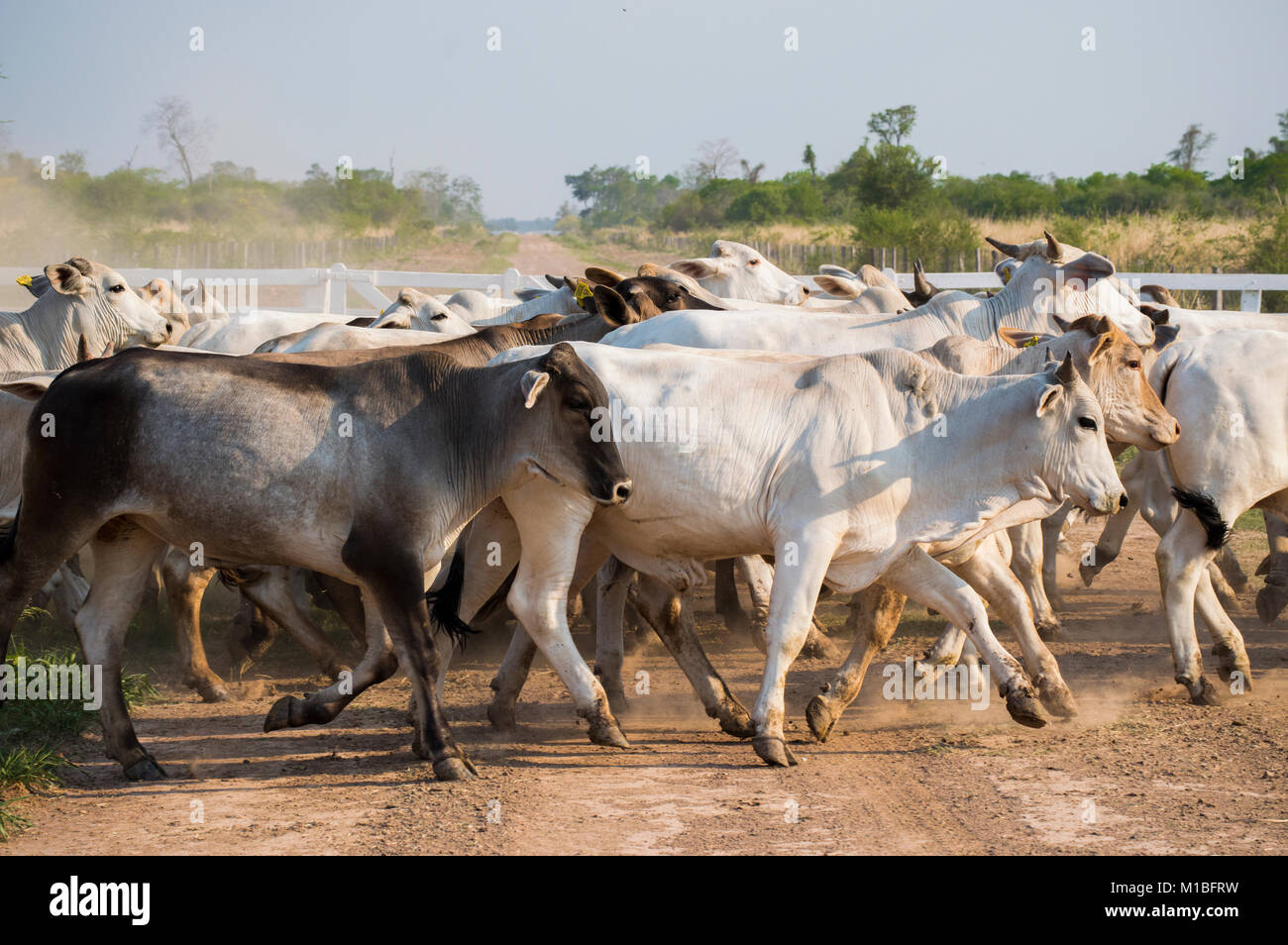 Herde Brahman Rinder läuft in Paraguay Stockfoto