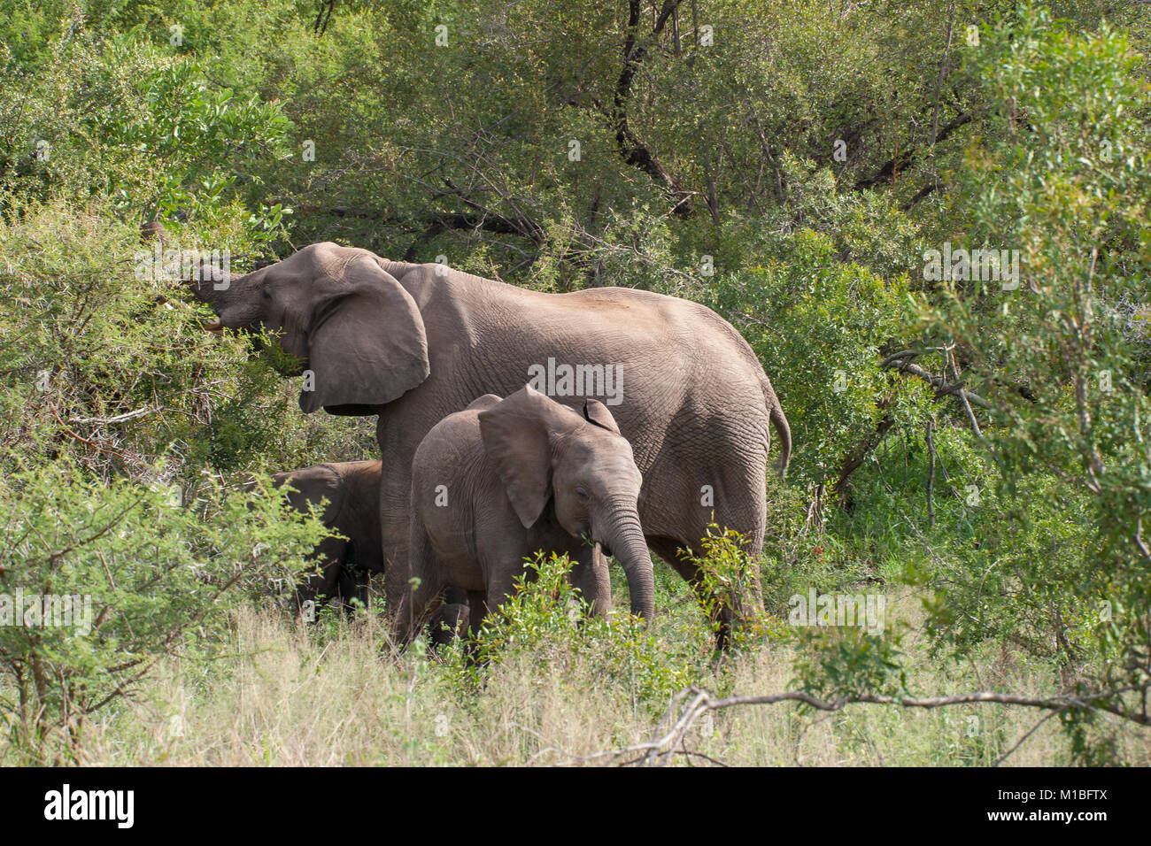 Kruger National Park, Mpumalanga, Südafrika Stockfoto