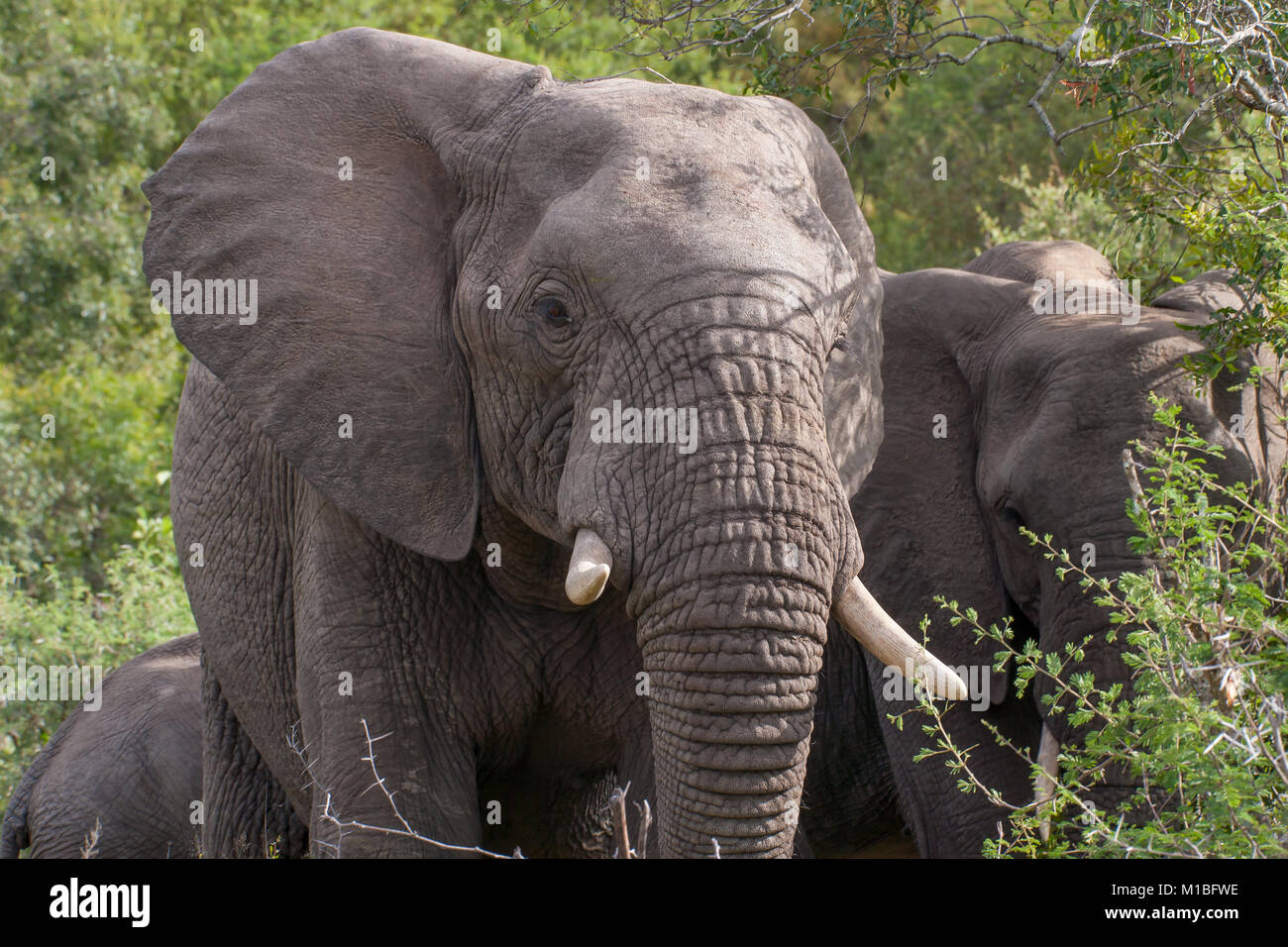 Kruger National Park, Mpumalanga, Südafrika Stockfoto