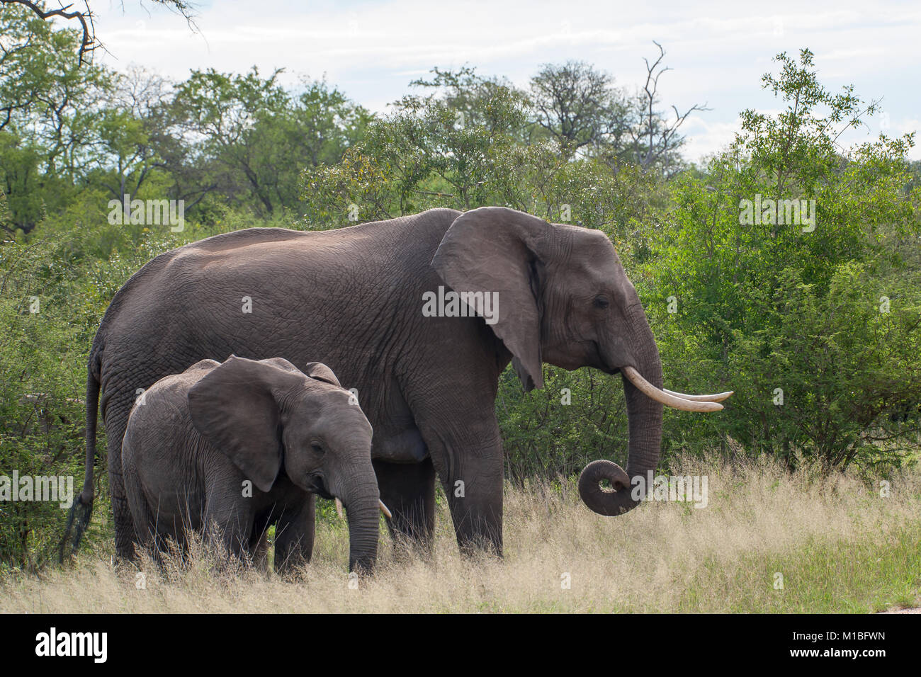 Kruger National Park, Mpumalanga, Südafrika Stockfoto