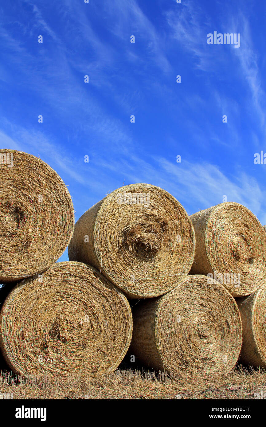 Stapel von runde Heuballen von geernteten Feld gegen den blauen Himmel im Herbst. Stockfoto