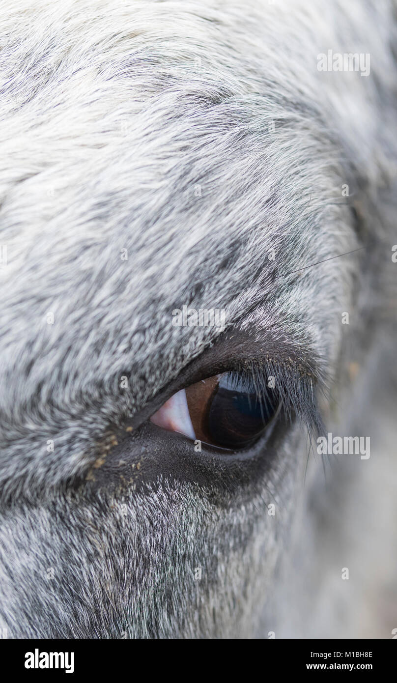 Closeup Portrait von einer Kuh Auge. Stockfoto