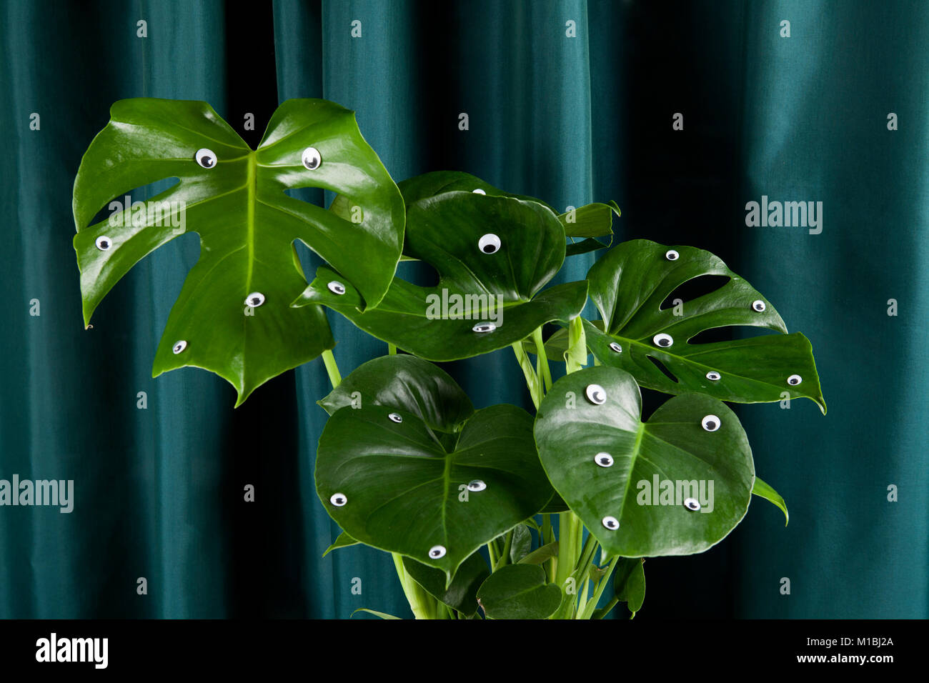 Schrullig und freak Monstera deliciosa Anlage mit zahlreichen Augen auf einem grünen Vorhang Hintergrund. Gradienten- und Tönen auf Töne. Minimale lustigen und schrägen pop Stockfoto