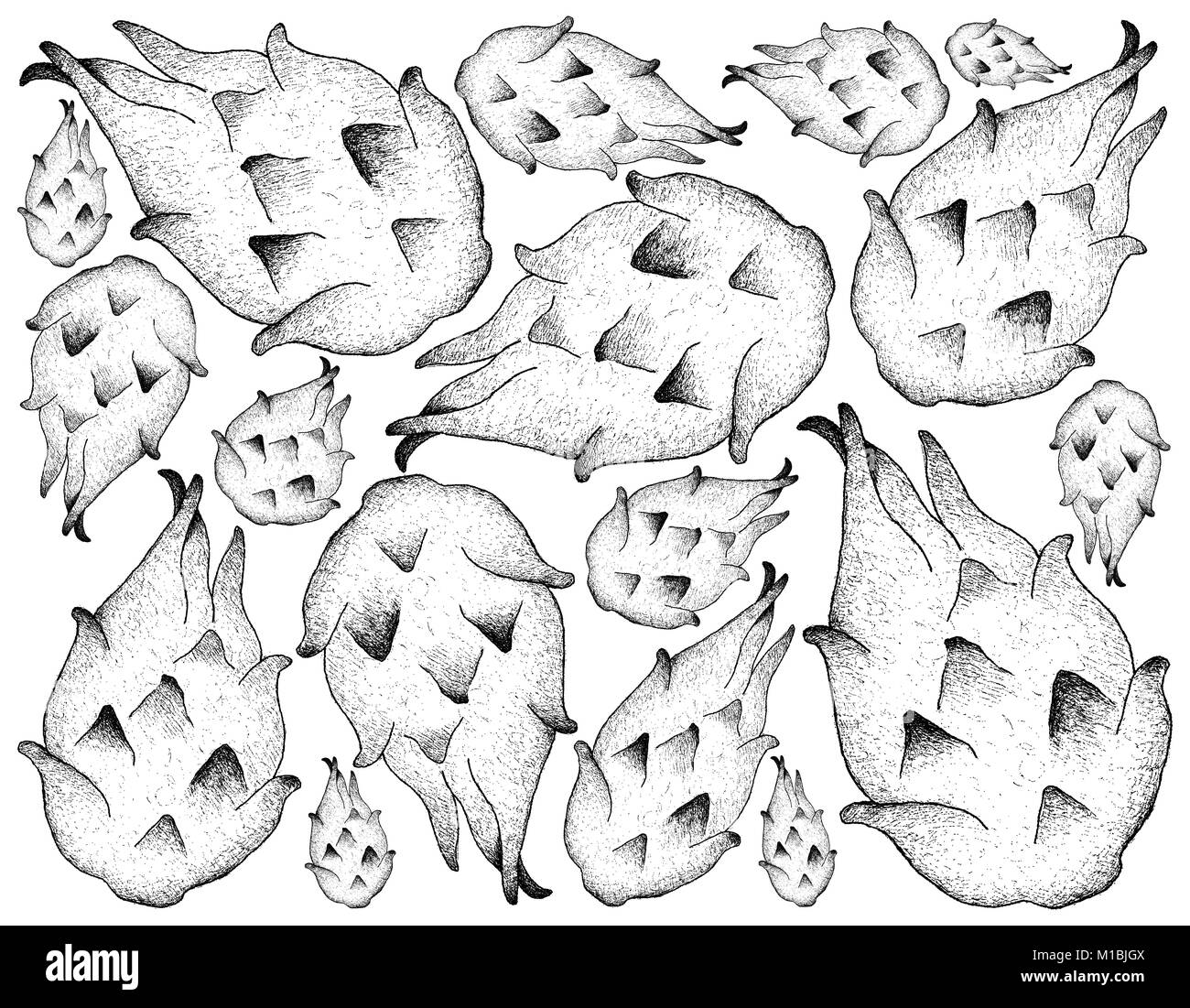 Frische Früchte, Hintergrund von Hand gezeichnete Skizze reif und süß Drachenfrucht oder Pitaya. Stockfoto