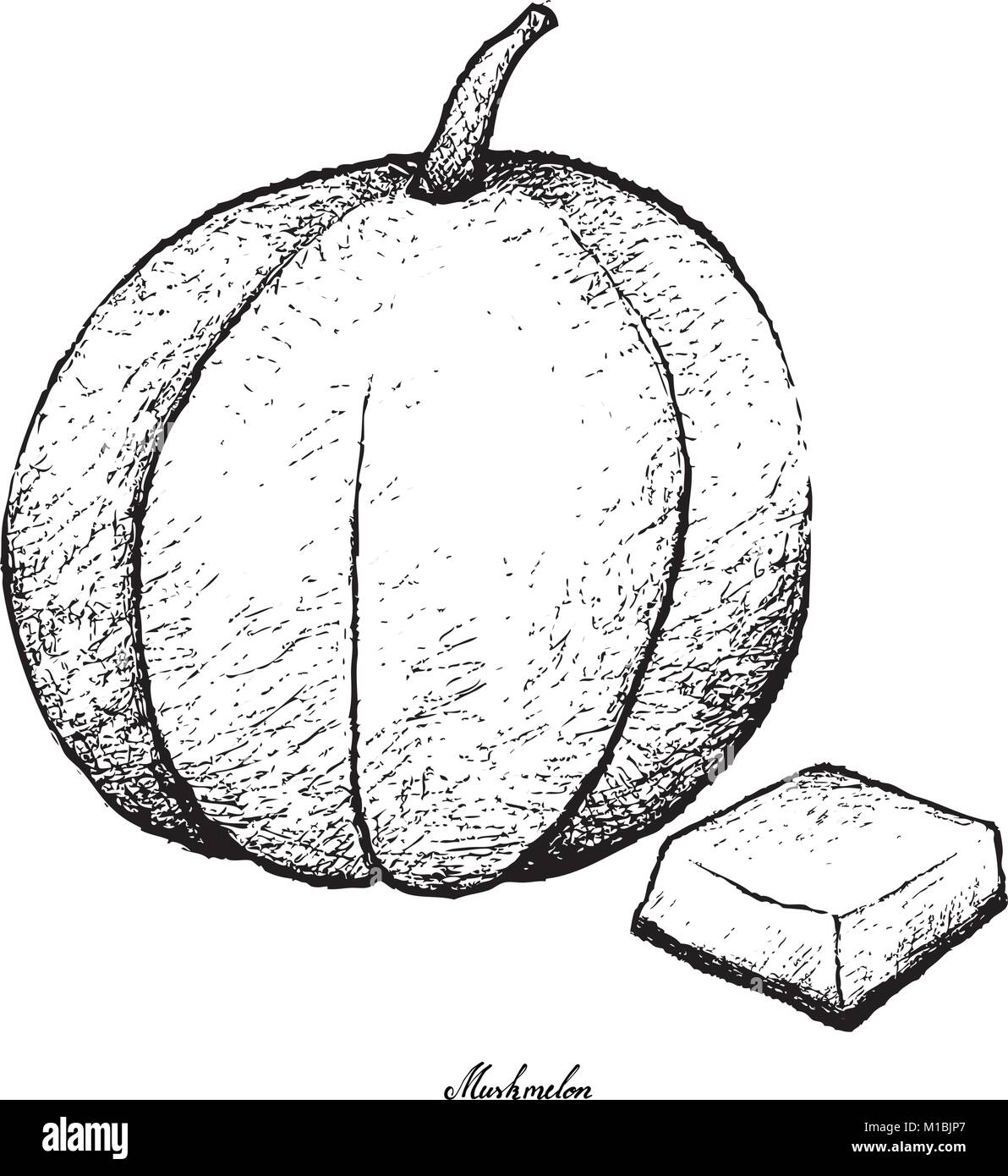 Muskmel Frisches Obst, Illustration Hand gezeichnete Skizze von Muskmelon ...