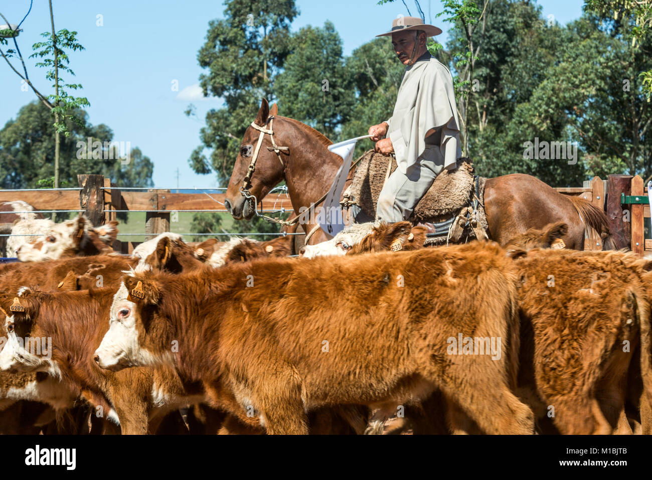 Tacuarembo, Uruguay - 25. Oktober 2012: Gauchos (südamerikanischen Cowboys) die Herde zu sammeln und fahren sie in den Korral. Gaucho ist ein Wohnsitz o die Sou Stockfoto