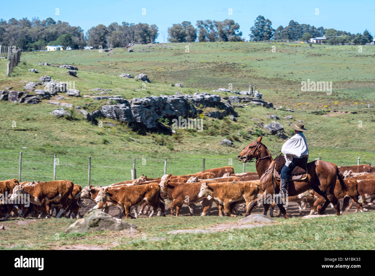 Tacuarembo, Uruguay - 25. Oktober 2012: Gauchos (südamerikanischen Cowboys) die Herde zu sammeln und fahren sie in den Korral. Gaucho ist ein Wohnsitz o die Sou Stockfoto