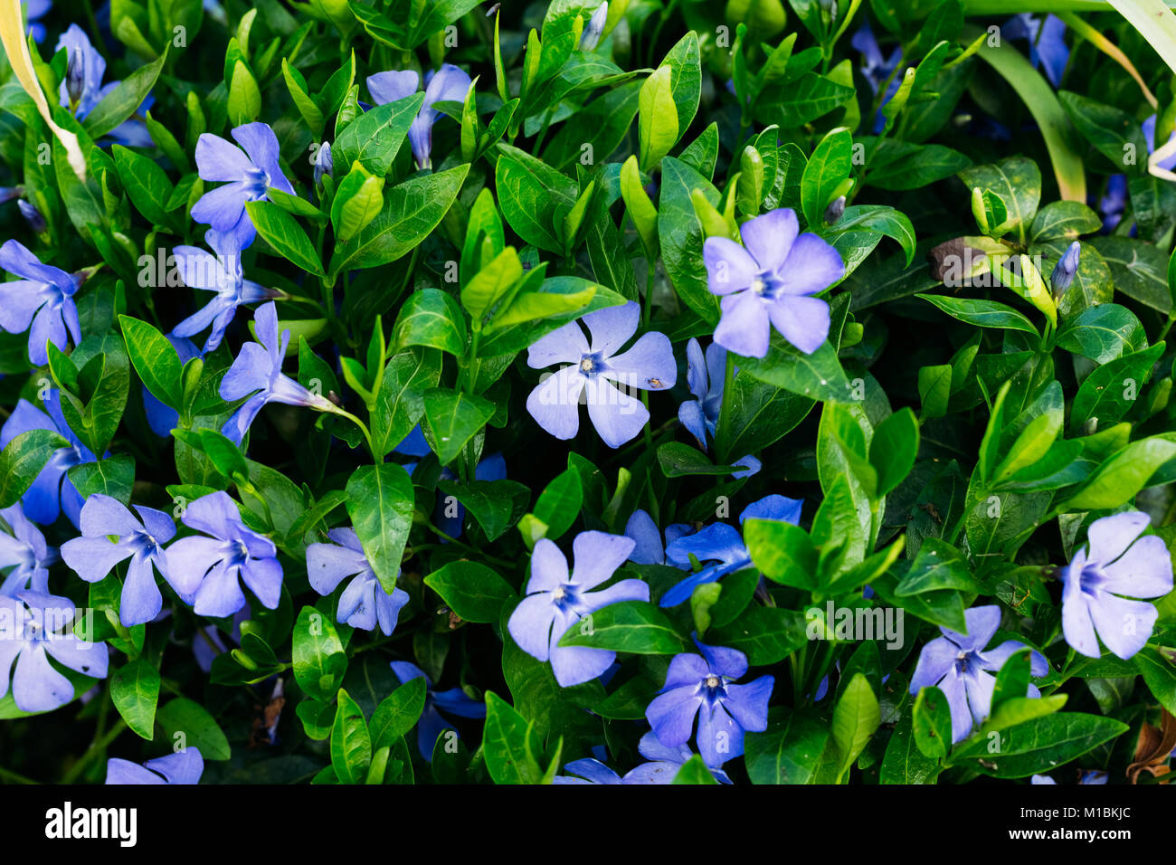 Periwinkle Anlage mit grünen Blättern und blauen Blüten Fünfblättrigen Stockfoto