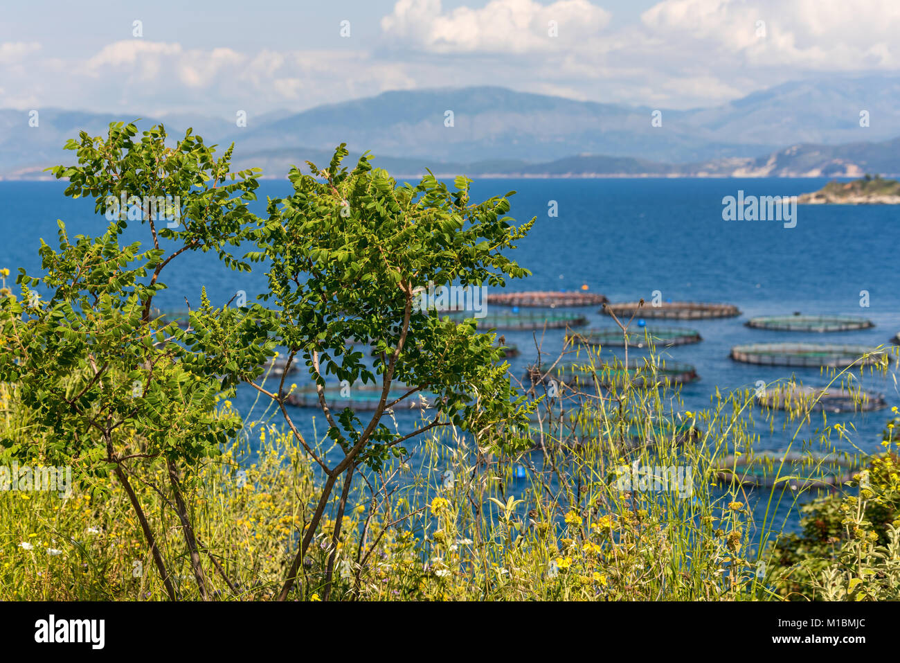 Grüne Pflanzen am Meer mit Blick auf die Angeln Bauernhof am blauen Meer. Korfu, Griechenland. Stockfoto