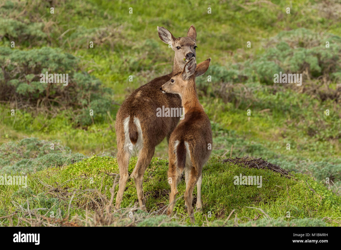 Frau Hirsch (Odocoileus Hemionus) und ihre Jungen, Point Reyes National Seashore, California, United States. Stockfoto