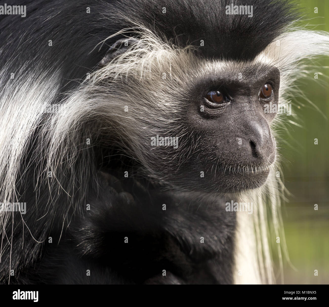 Monkey Suche nach rechts Stockfoto