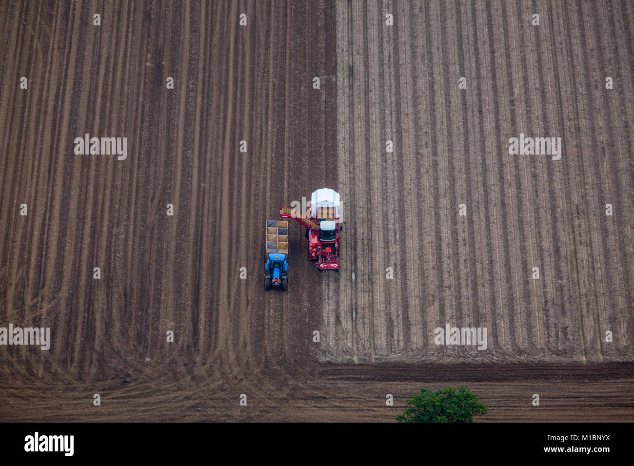 Luftaufnahme der Kartoffelernte, Landwirtschaft, in der Nähe des Dorfes Auge, Suffolk, Großbritannien. Stockfoto