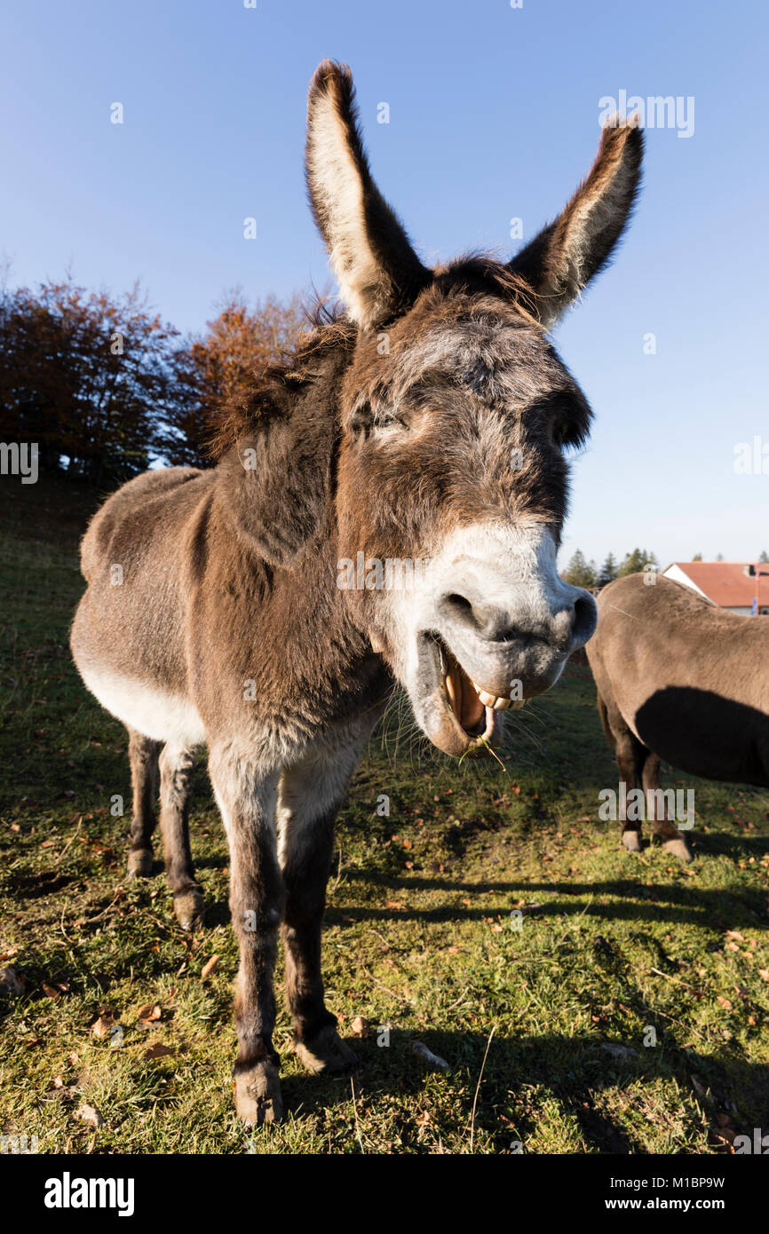 Schreiender esel Fotos und Bildmaterial in hoher Auflösung Alamy