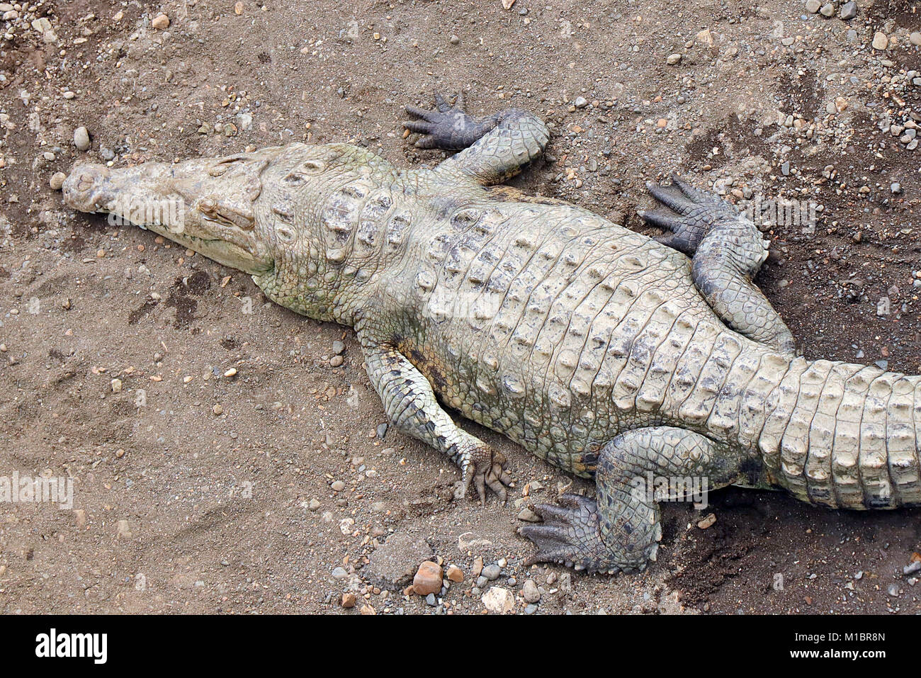 Wild Spitzkrokodil (Crocodylus acutus) von oben am Flussufer in der Nähe von tarcoles in der Provinz Puntarenas, Costa Rica. Stockfoto