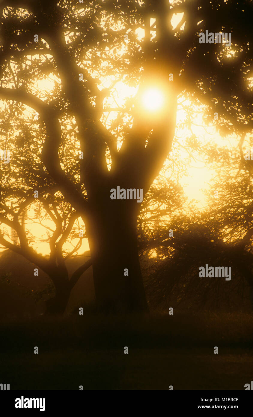Am späten Nachmittag Sonnenlicht strahlt durch den Pinienwald Wald von Centennial Park in der Nähe der Parade Gelände Sportplatz in Sydney, Australien. Stockfoto Am späten Nachmittag Sonnenlicht strahlt durch den Pinienwald Wald von Centennial Park in der Nähe der Parade Gelände Sportplatz in Sydney, Australien. Stockfoto