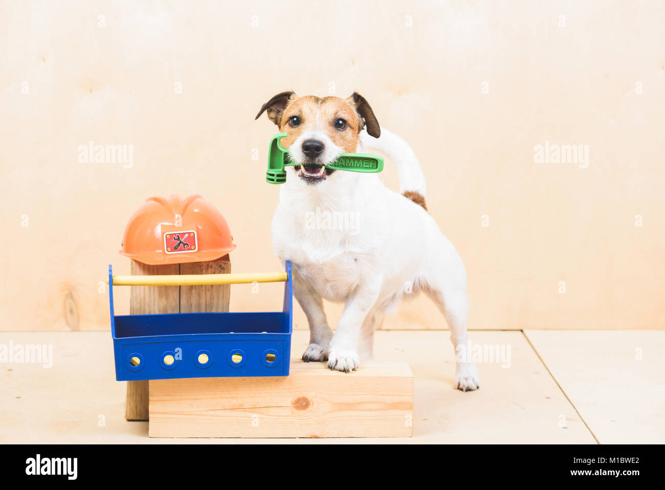 Do it Yourself (DIY) Konzept mit lustigen Hund als Erbauer Assistant Stockfoto