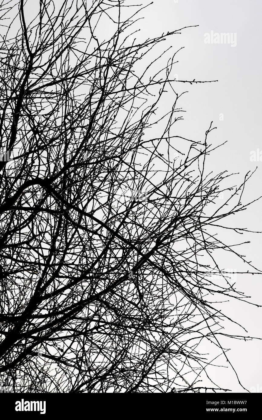 Baum Silhouette gegen einen grauen Himmel. Stockfoto