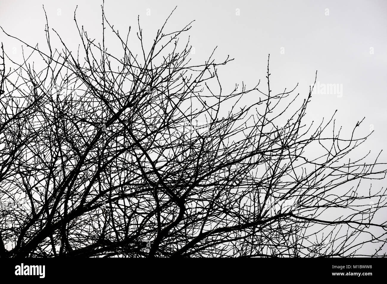 Baum Silhouette gegen einen grauen Himmel. Stockfoto
