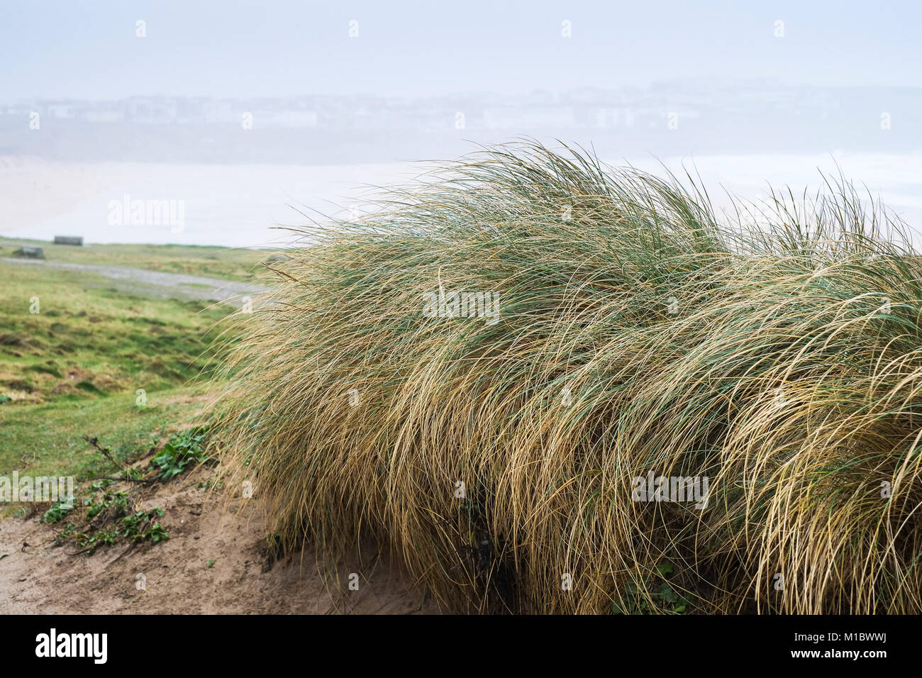 - Gewöhnliche Strandhafer Ammophila marram Gras; wächst an der Küste bei Newquay Cornwall. Stockfoto