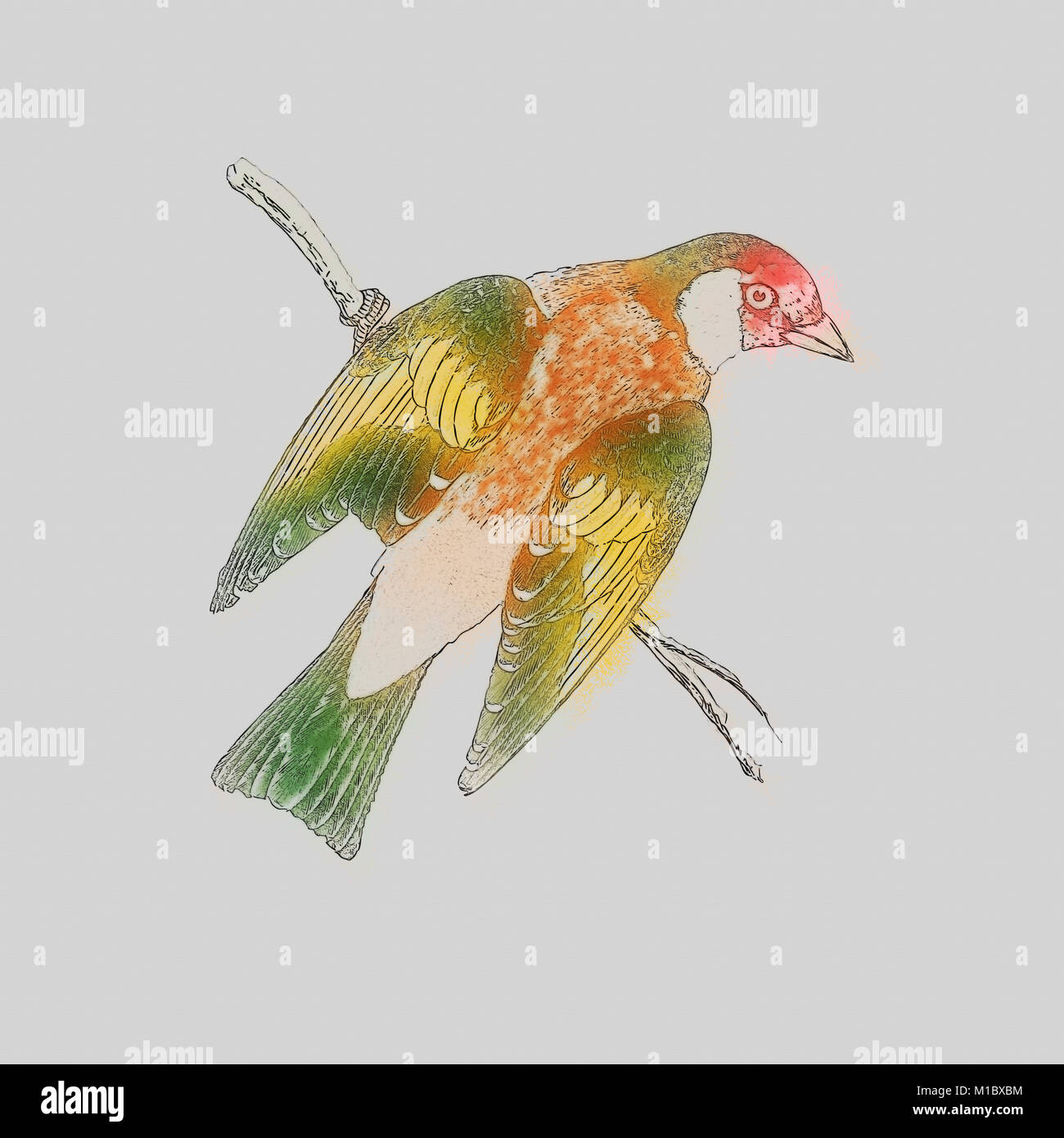 Digital verbesserte Bild einer Europäischen Stieglitz. 19. jahrhundert Kunstwerk eines Europäischen Stieglitz (Carduelis carduelis) auf einem Zweig. Dieser Vogel feeds Main Stockfoto