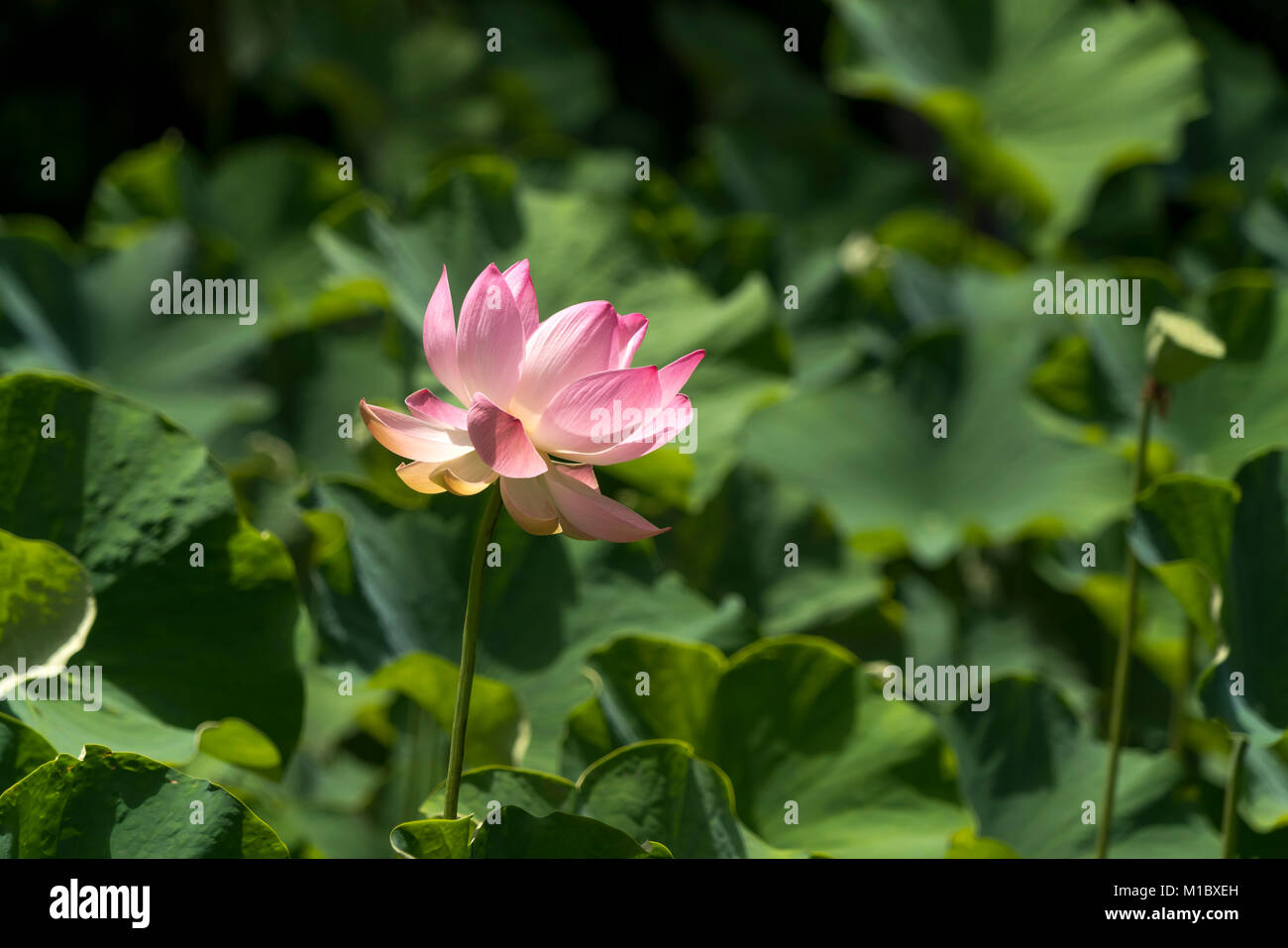 Indische lotosblume Fotos und Bildmaterial in hoher Auflösung Alamy