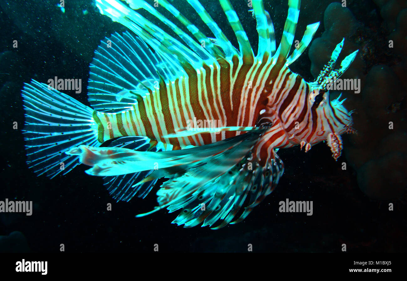 Teufel firefish (Pterois miles) Stockfoto