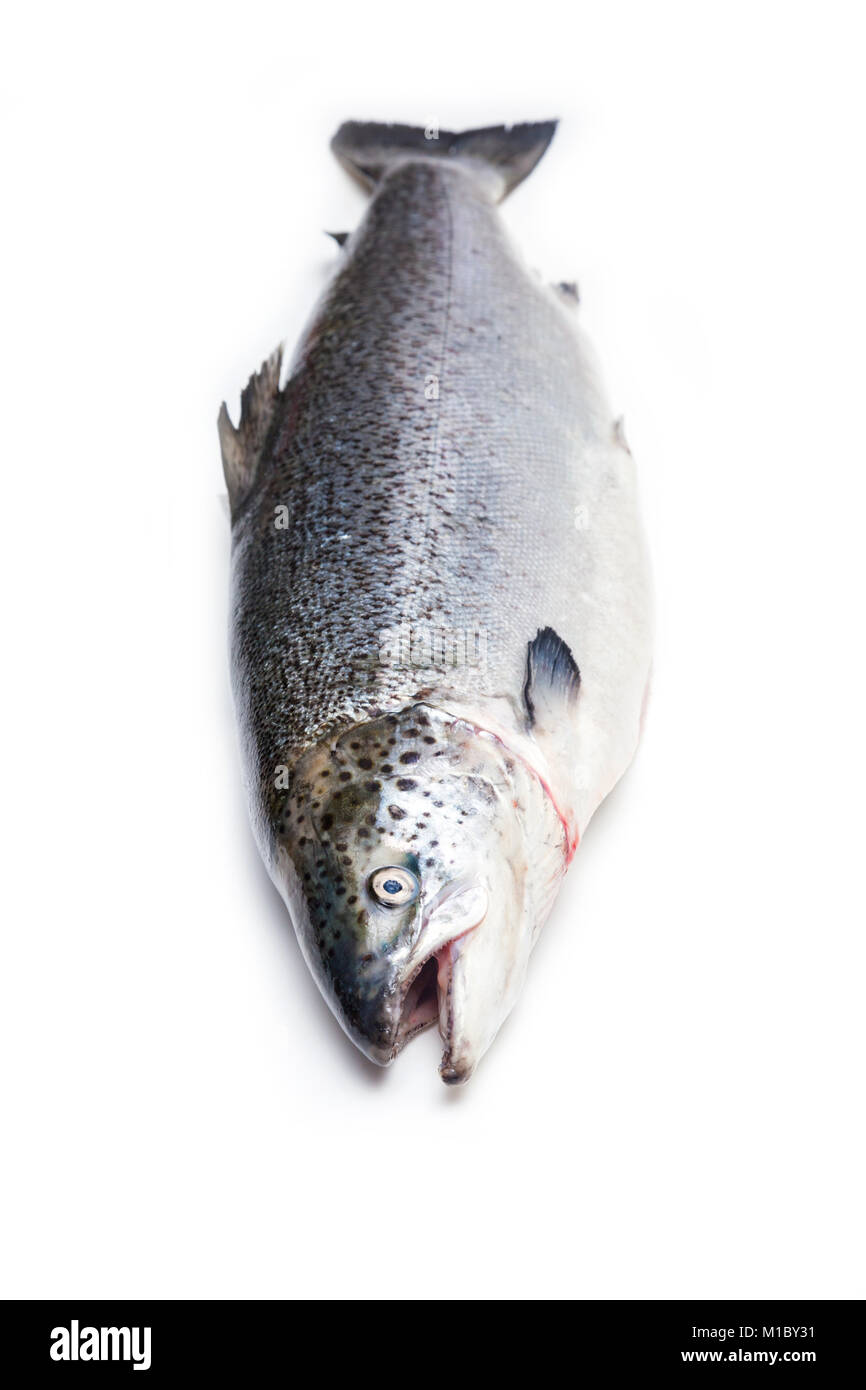 Ganzen Atlantischen Lachs Fisch auf einem weißen studio Hintergrund isoliert. Stockfoto