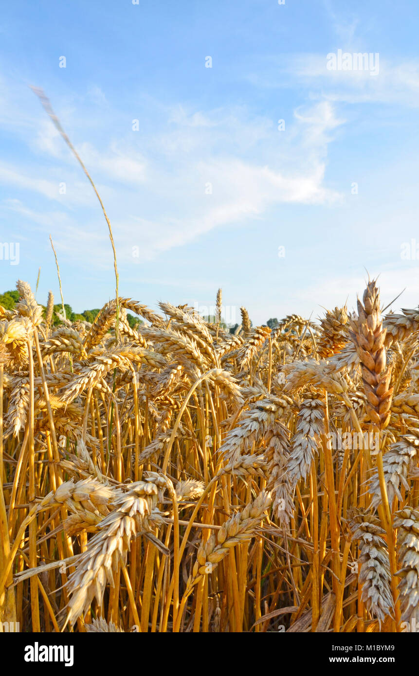 Ein Feld von reifem Weizen. Spikes von Weizen und blauer Himmel mit wenig Wolken. Stockfoto