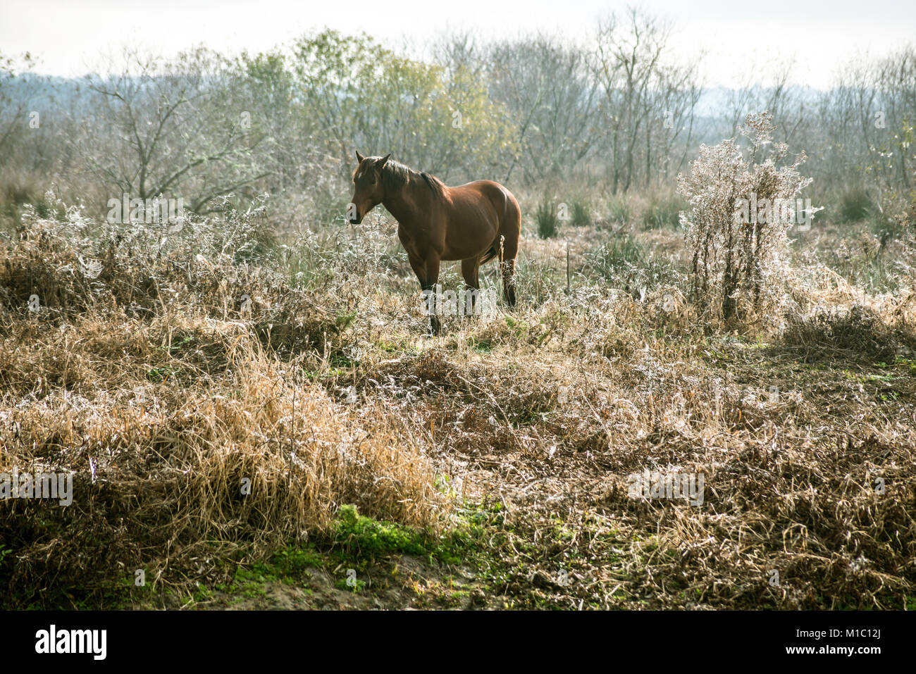 Wilde Pferde in Paynes Prairie in Florida. Stockfoto