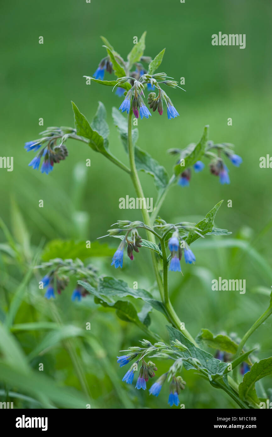 Symphytum caucasicum, Kaukasischer Beinwell, kaukasische Beinwell Stockfoto