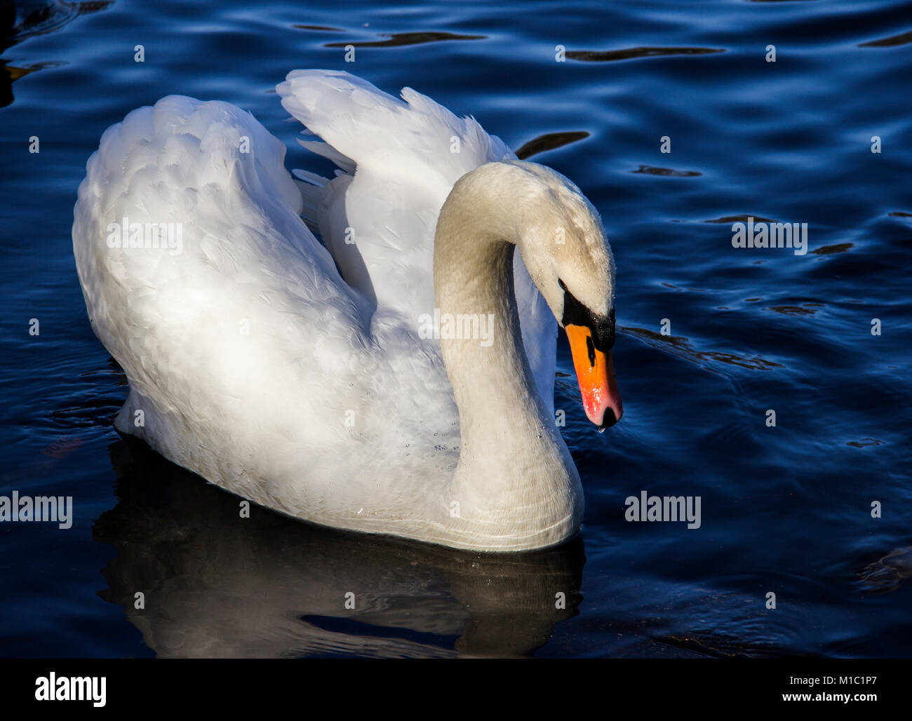 Weiß nach Swan Vogel auf Wasser Stockfoto