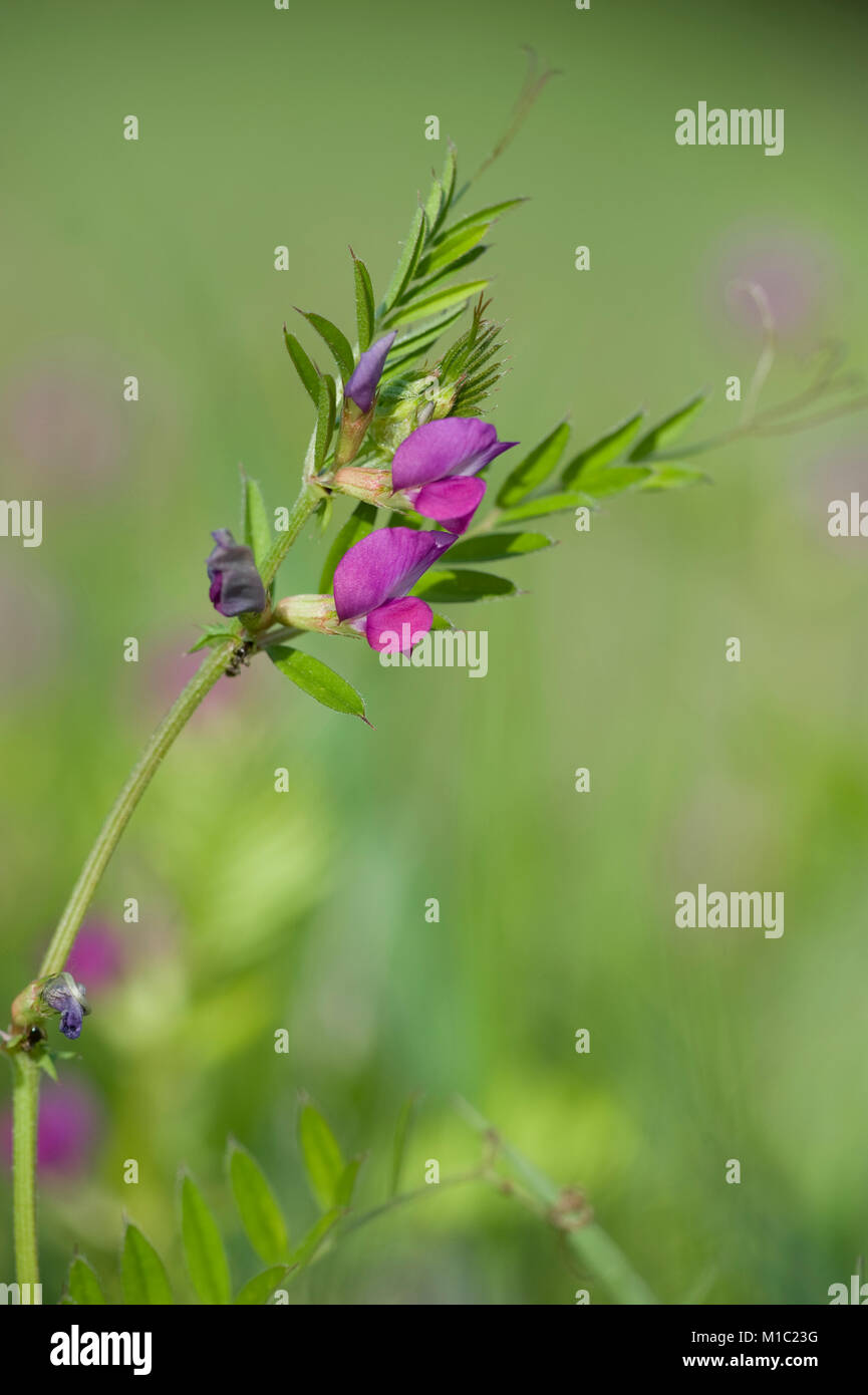 Vicia angustifolia, Schmalblaettrige Wicke, Garten vetch
