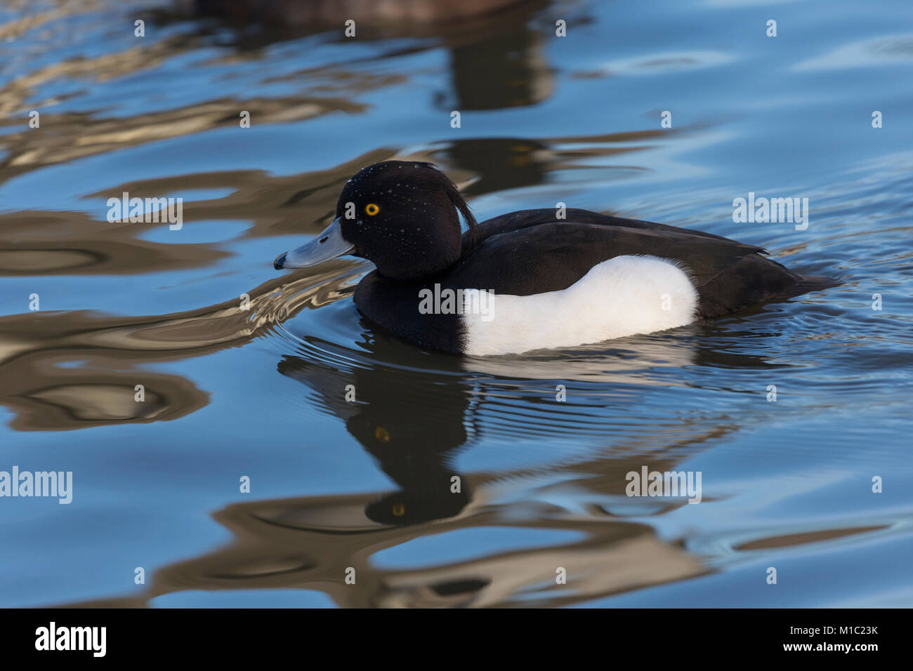 Reiherente, Aythya fuligula, männlich, Wildgeflügel und Feuchtgebiete Vertrauen, Slimbridge, Gloucestershire, UK. Stockfoto