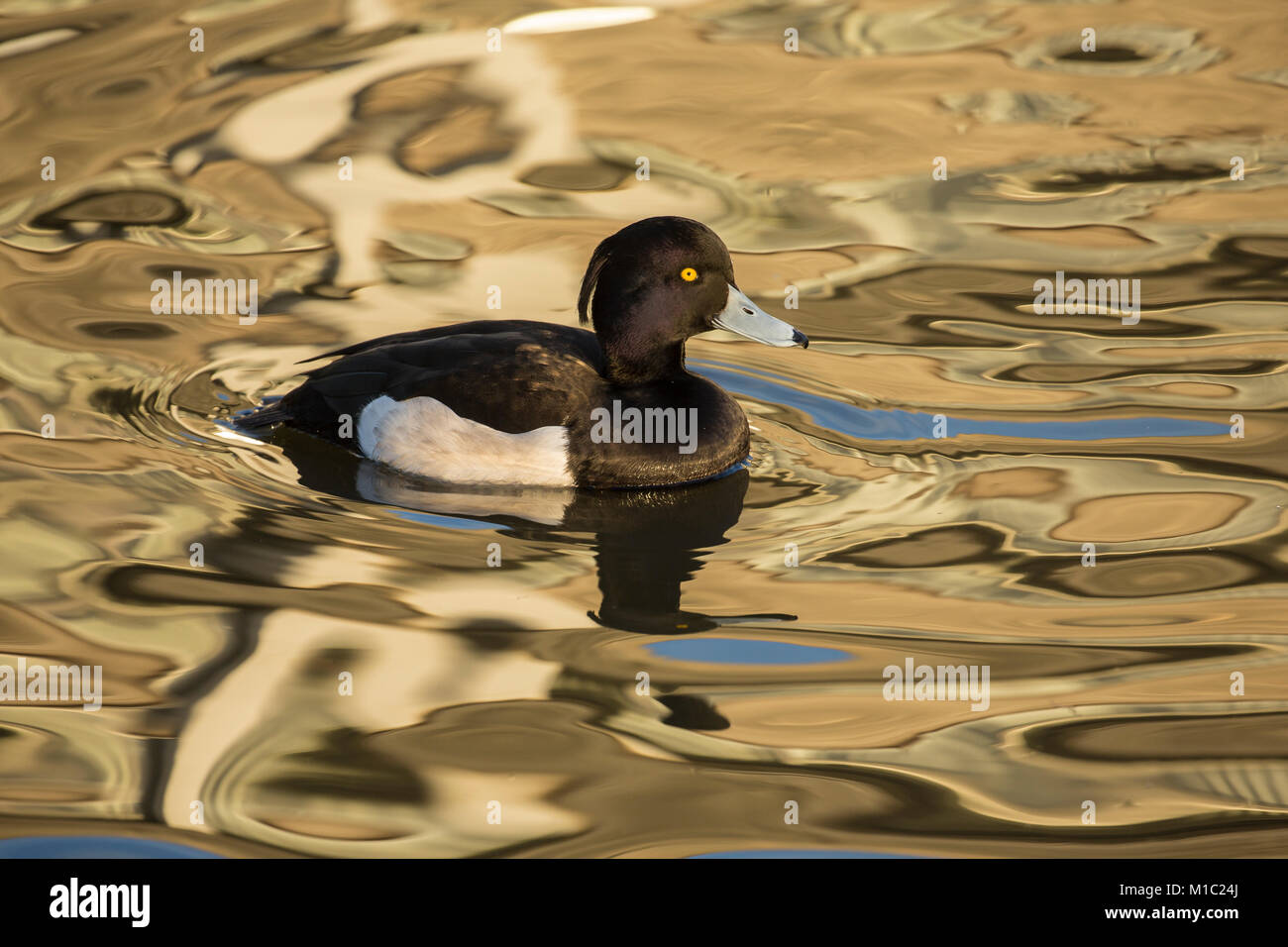 Reiherente, Aythya fuligula, männlich, Wildgeflügel und Feuchtgebiete Vertrauen, Slimbridge, Gloucestershire, UK. Stockfoto