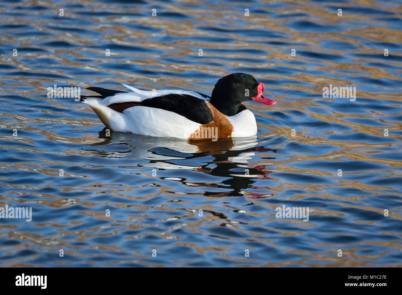 Brandgans, Tadorna tadorna, Wildgeflügel und Feuchtgebiete Vertrauen, Slimbridge, Gloucestershire, UK. Stockfoto
