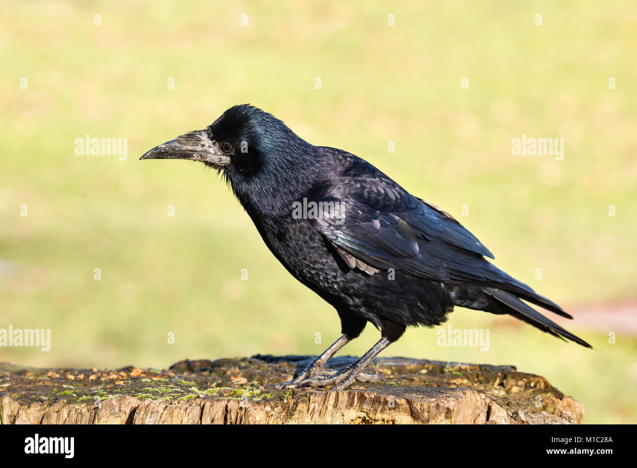 Rook, Corvus frugilegus, Wildgeflügel und Feuchtgebiete Vertrauen, Slimbridge, Gloucestershire, UK. Stockfoto