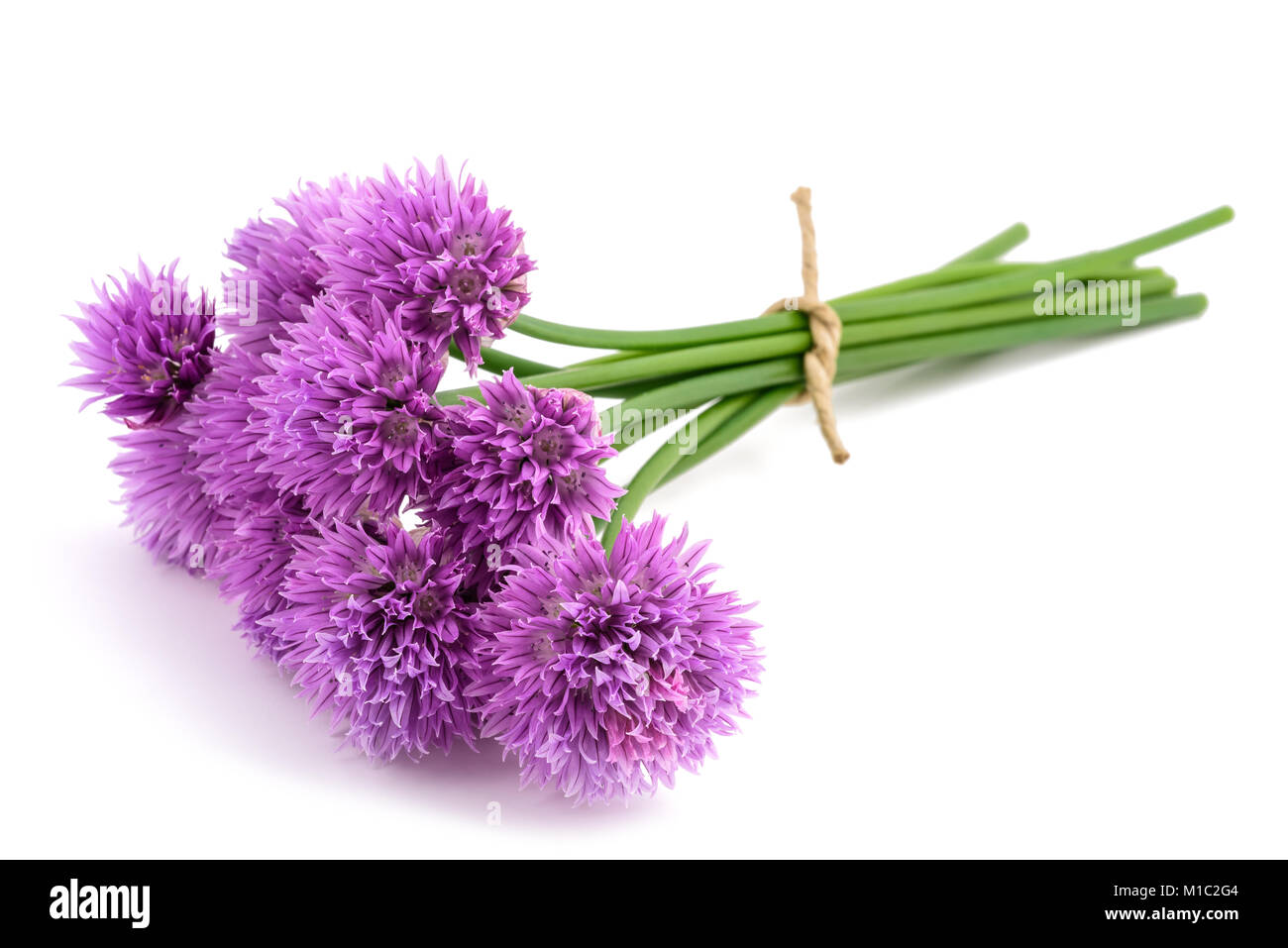 Schnittlauch blumen strauß gebunden auf weißem Hintergrund Stockfoto