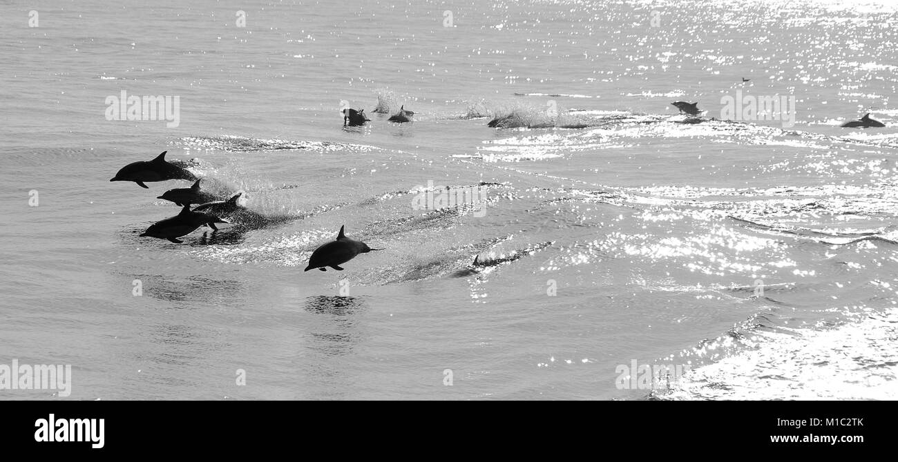 Delfine schwimmen und tauchen in Kalifornien Stockfoto