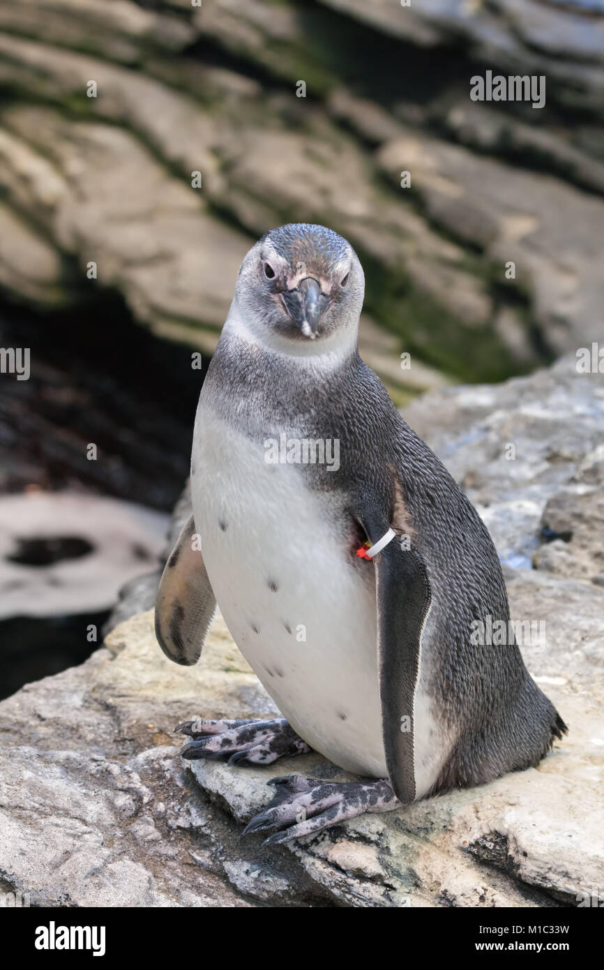 Beringt Magellanschen Pinguin in den Zoo, mit einer Markierung auf dem Flügel Stockfoto