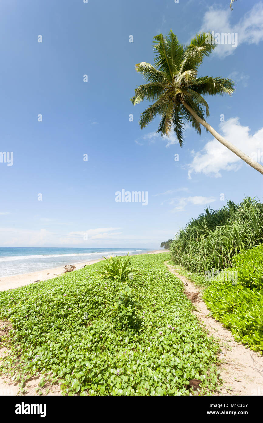 Balapitiya Strand, Sri Lanka Wandern auf dem kleinen Weg, an dem schönen Strand von Balapitiya