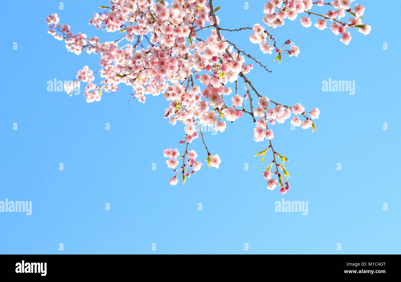Blühende cherry tree branches Framing und blauer Himmel Stockfoto