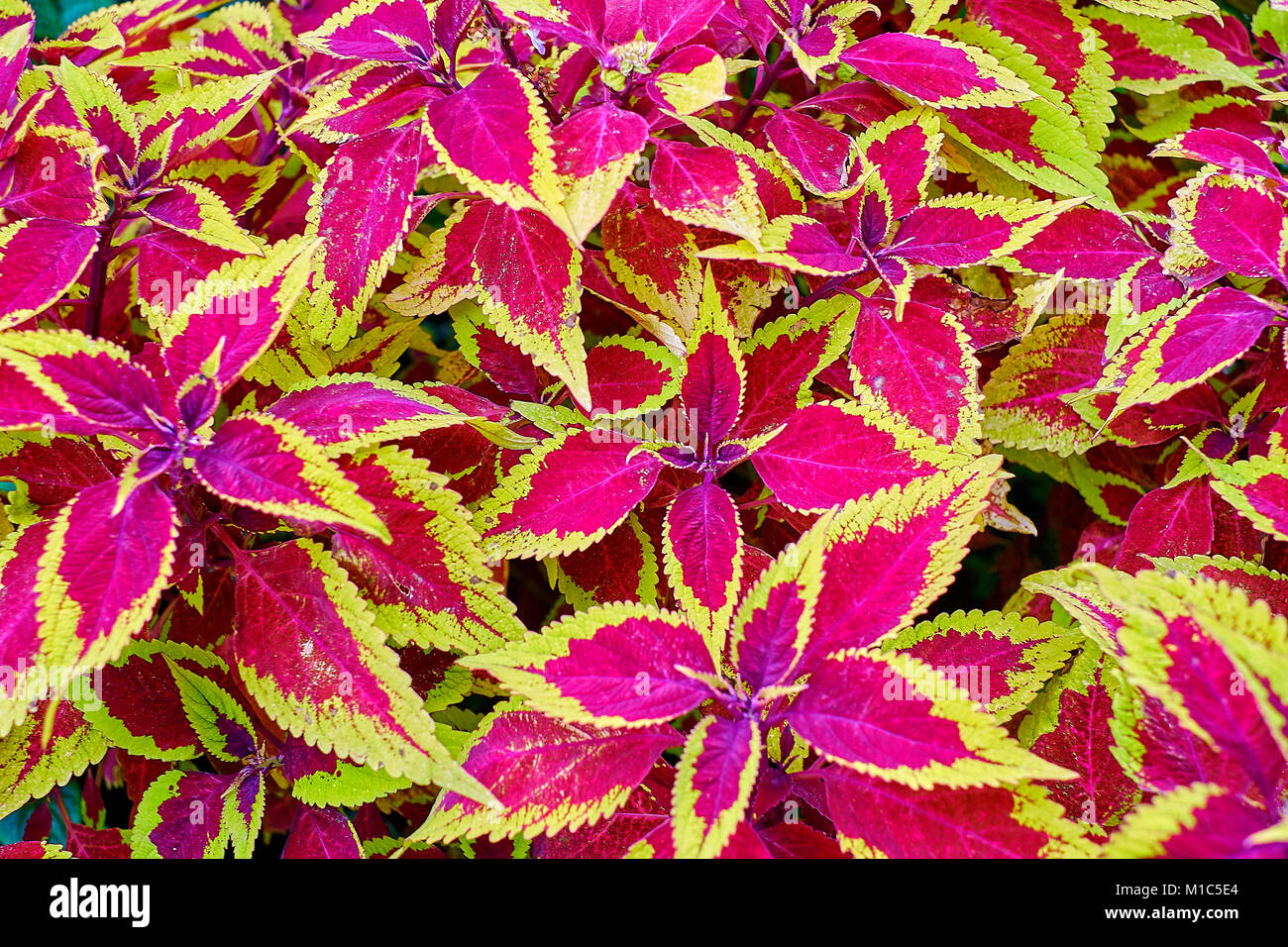 Rote und grüne Blätter der coleus Pflanze Plectranthus scutellarioides