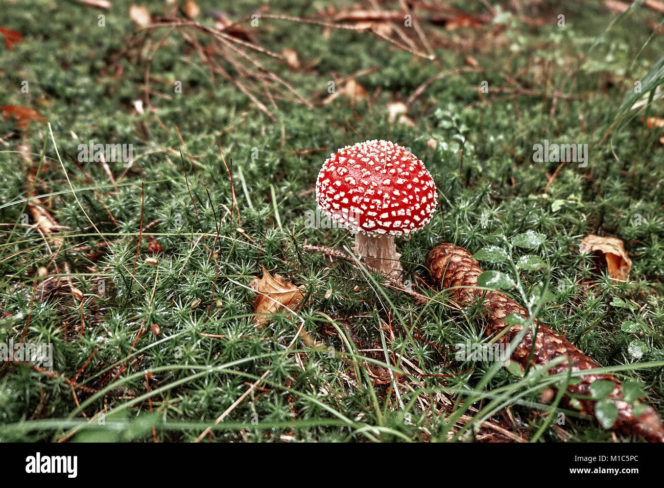 Amanita. Giftige Pilze im Wald. Stockfoto