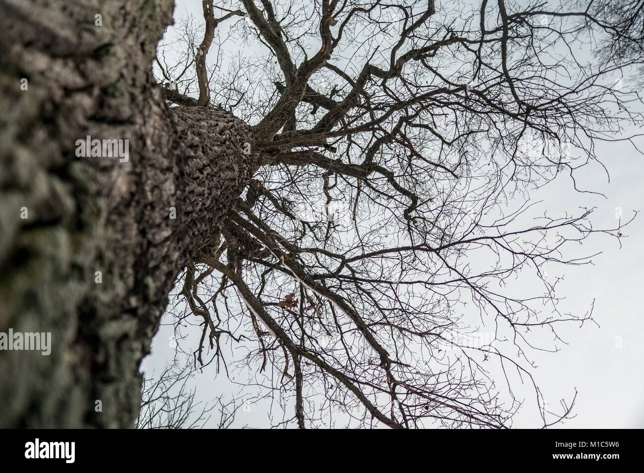 Schönen hohen Eiche Baum ohne Blätter während eines kalten Bewölkter Tag Stockfoto