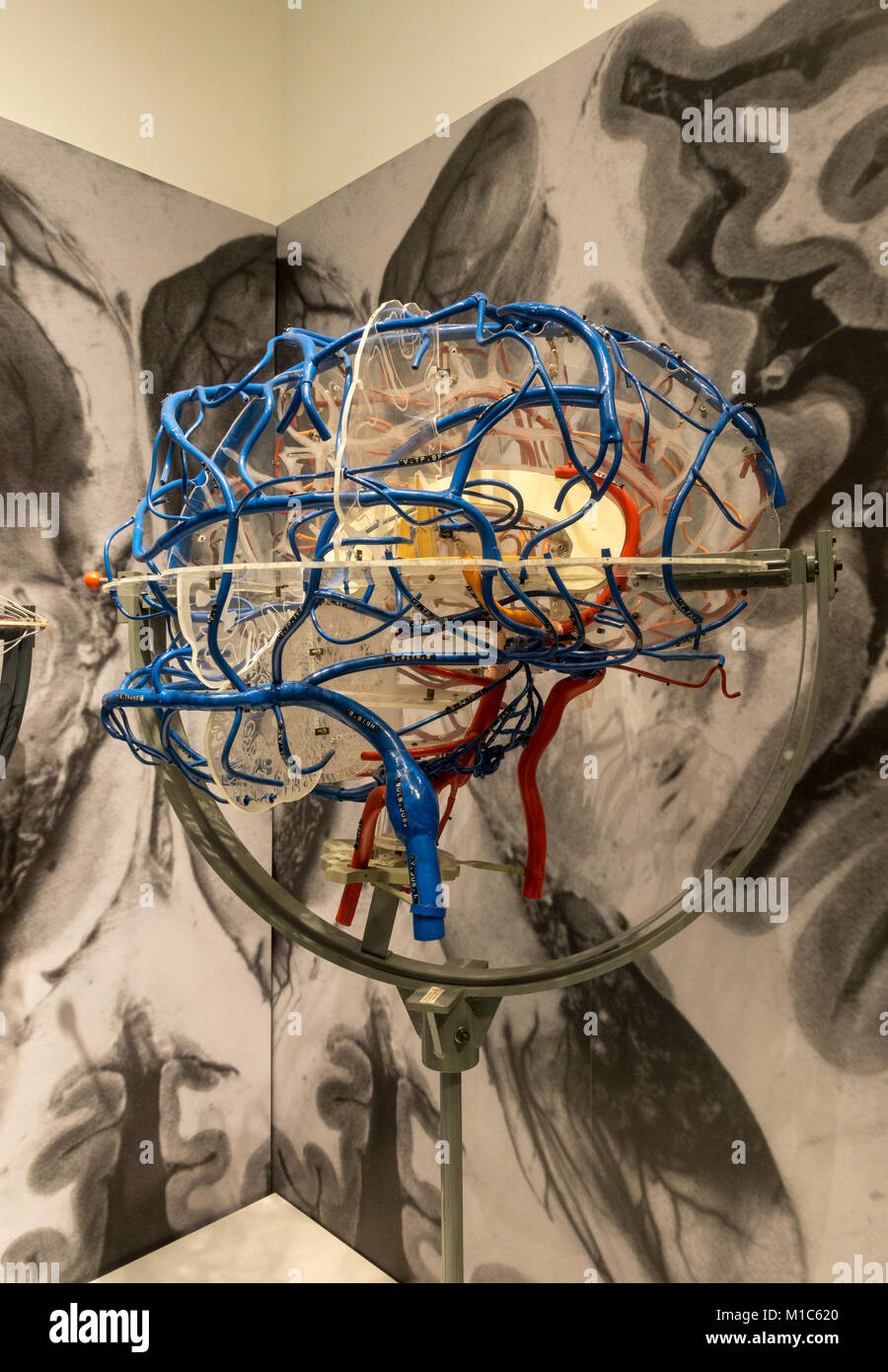Zerebrale Gefäß-Modell (c 1950) durch die karl-ernst Koch Wissenschaftliches Labor, National Museum der Gesundheit und der Medizin, Silver Spring, MD, USA. Stockfoto